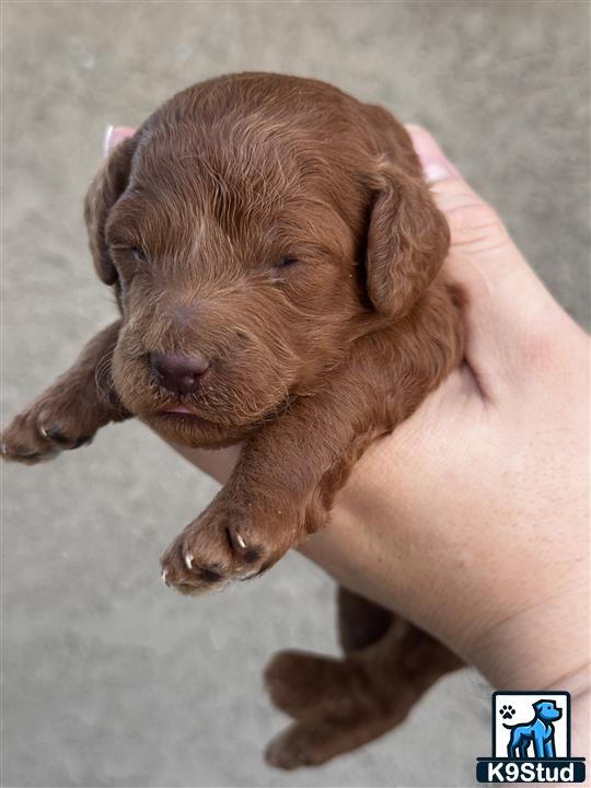 a person holding a poodle dog