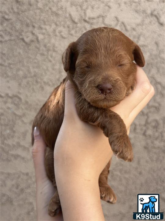 a person holding a poodle puppy