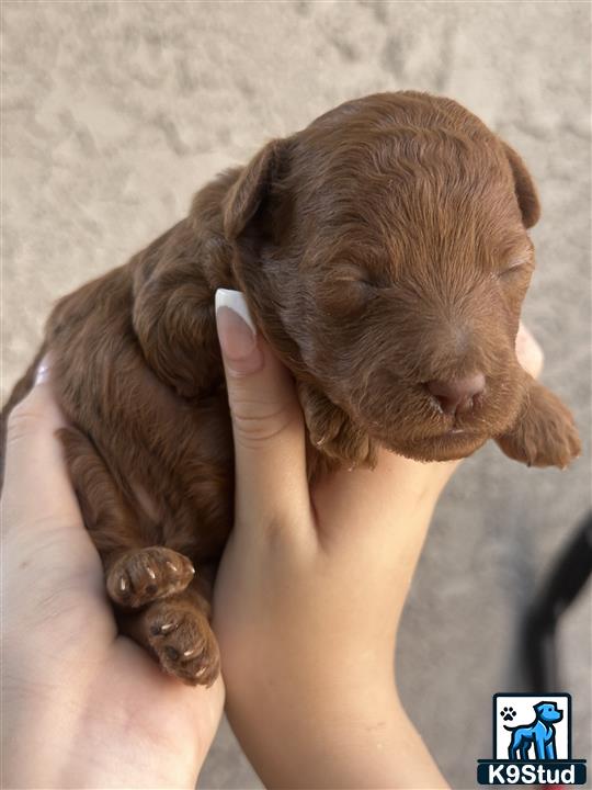 a hand holding a poodle puppy