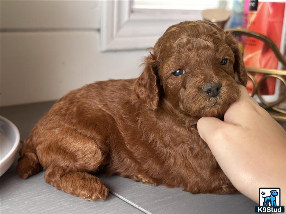 a poodle dog lying on a table
