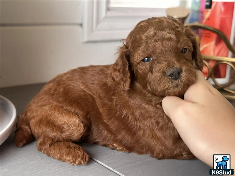Poodle