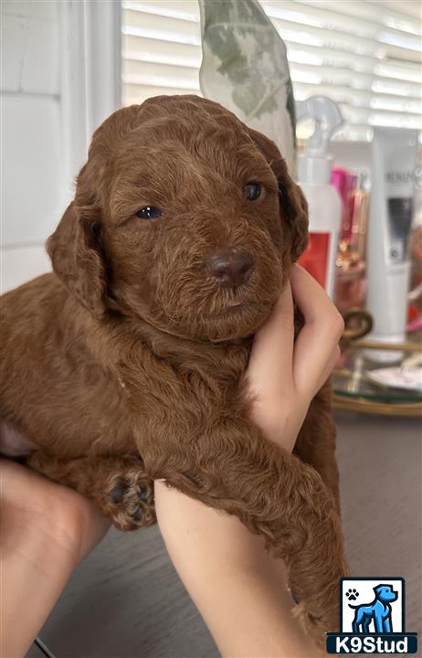 a person holding a poodle dog