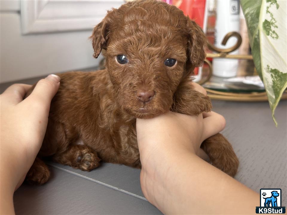 a person holding a poodle puppy
