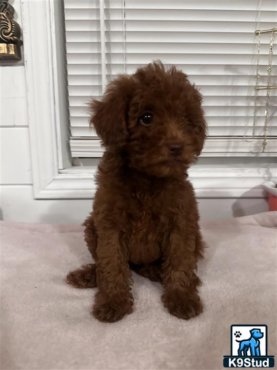 a small brown poodle dog