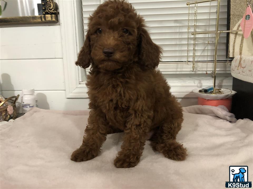 a poodle dog sitting on a bed
