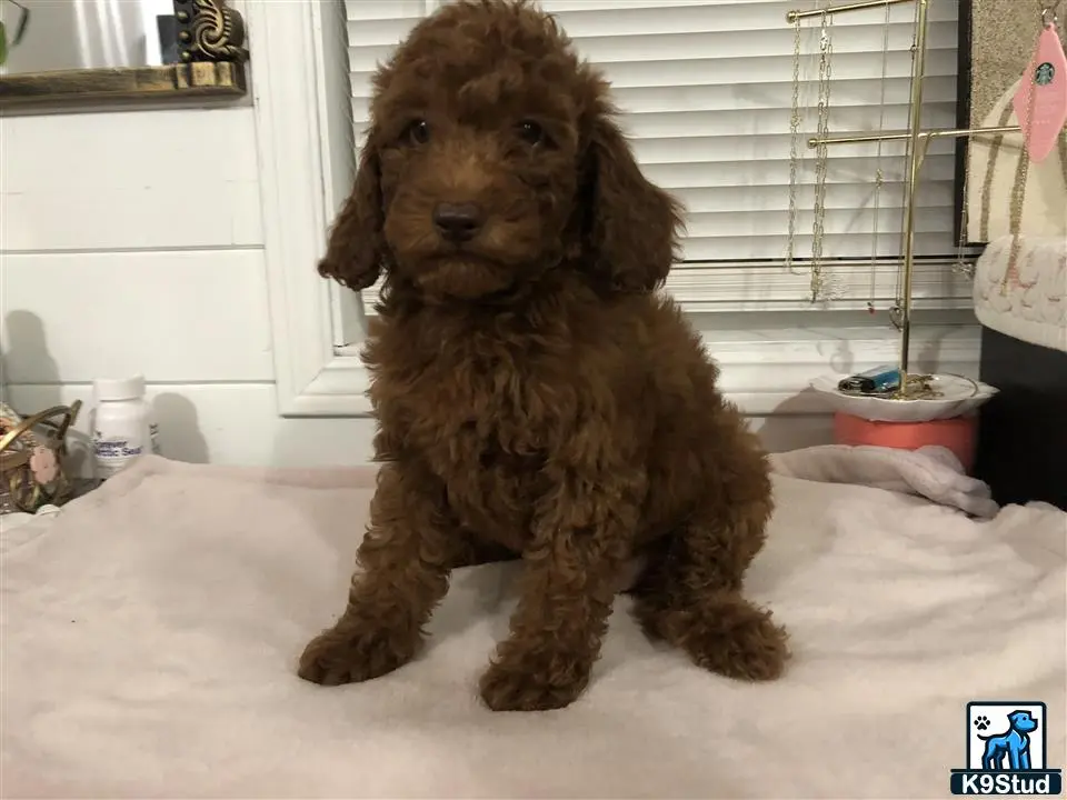 a poodle dog sitting on a bed