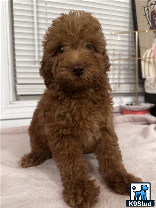 a poodle dog sitting on a bed
