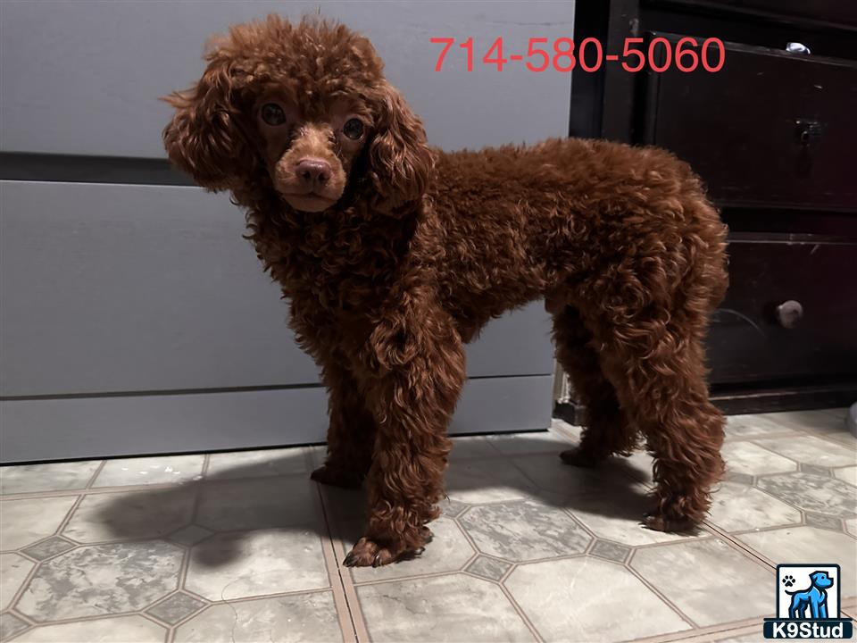 a poodle dog standing on a tile floor