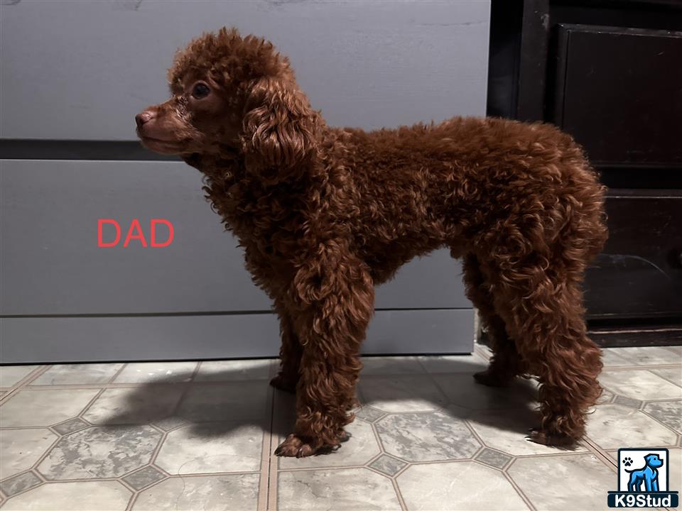 a poodle dog standing on a tile floor