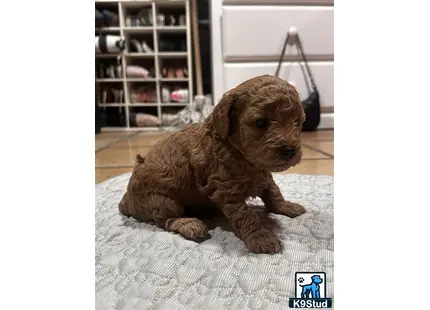 a poodle dog lying on a rug
