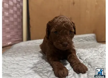a poodle puppy on a bed
