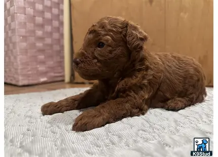 a poodle puppy lying on a bed