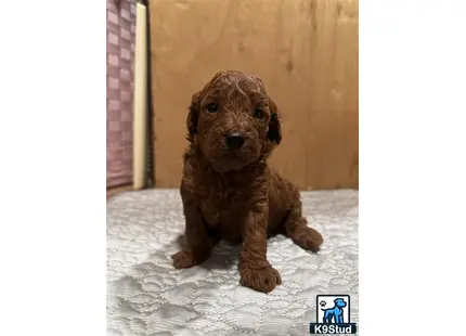 a poodle puppy sitting in the snow
