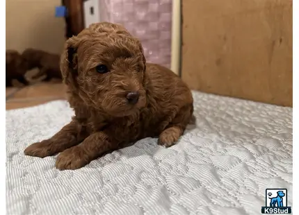 a poodle puppy lying on a bed