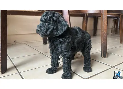 a poodle dog sitting on a tile floor