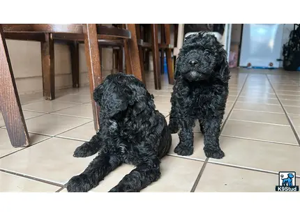 two poodle dogs sitting on the floor
