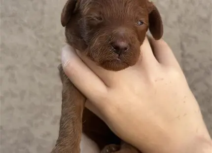 a person holding a poodle puppy