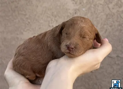 a person holding a poodle puppy