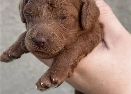 a person holding a poodle dog