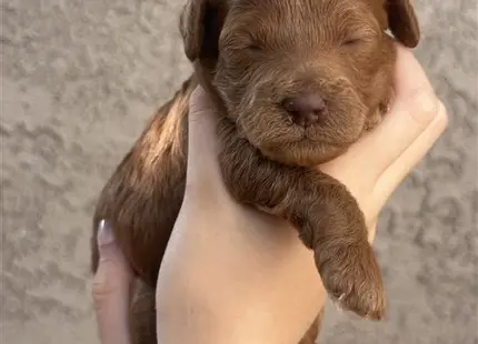 Poodle puppy