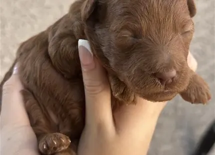 Poodle puppy