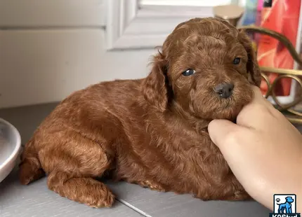 a poodle dog lying on a table