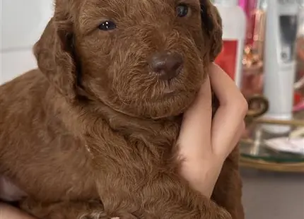a person holding a poodle dog