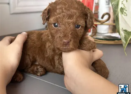 a person holding a poodle puppy