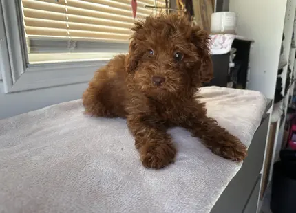 Poodle puppy for sale: Curly reddish-brown Poodle puppy lying on a soft surface
