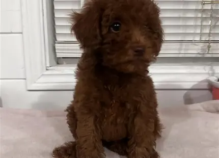 a small brown poodle dog