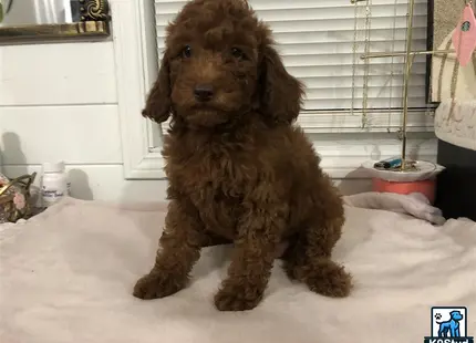 a poodle dog sitting on a bed