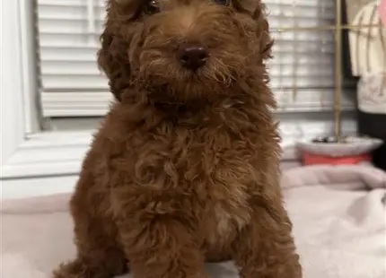 a poodle dog sitting on a bed