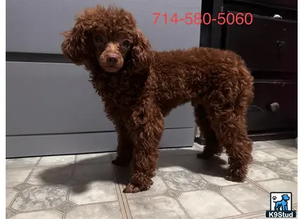 a poodle dog standing on a tile floor