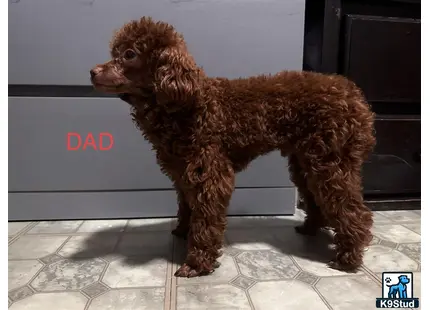 a poodle dog standing on a tile floor