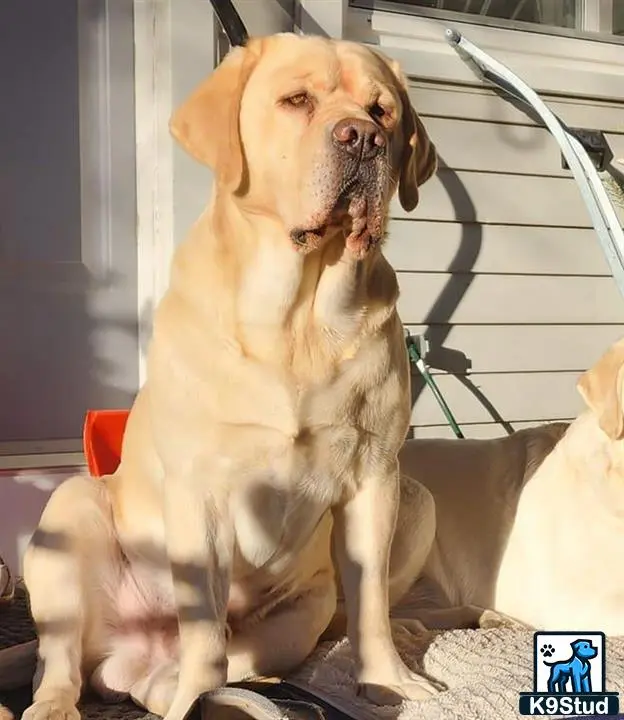 Labrador Retriever stud dog