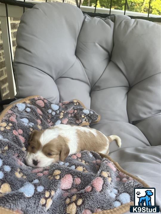 a cavalier king charles spaniel dog lying on a couch