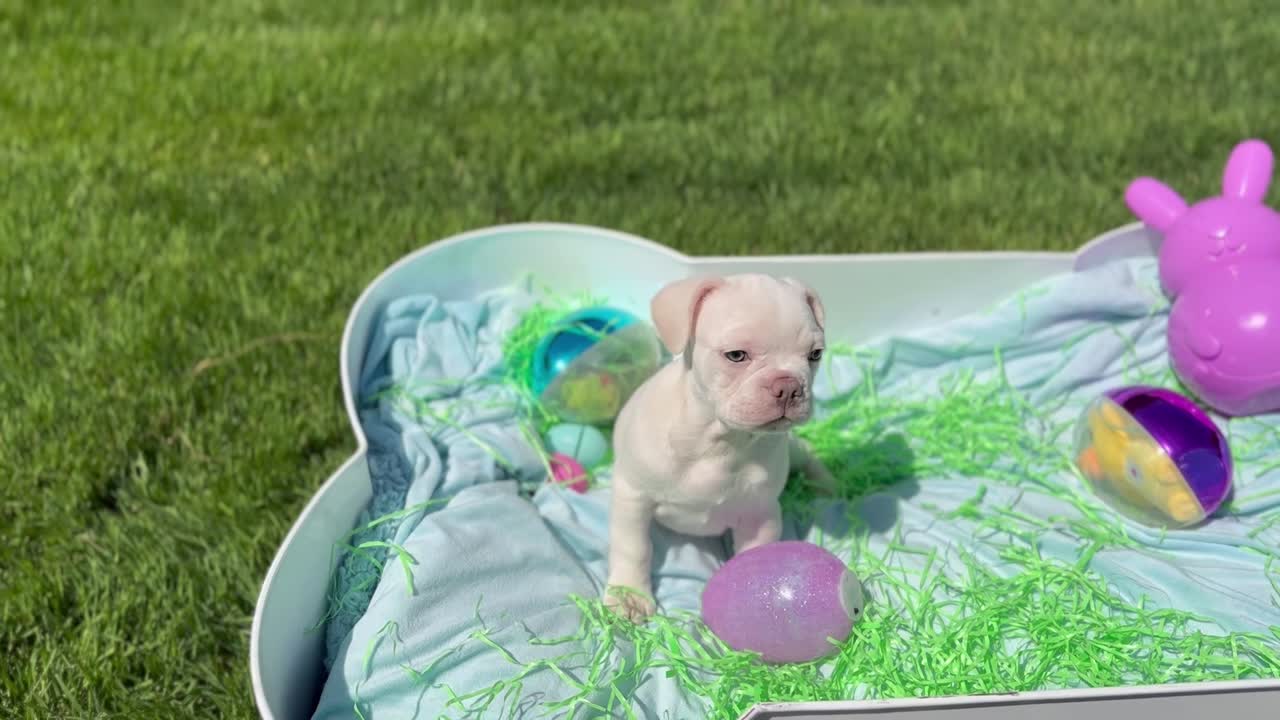 French Bulldog puppy for sale: Error: Operation returned an invalid status code BadRequest<br/>Stack Trace:    at Microsoft.Azure.CognitiveServices.Vision.ComputerVision.ComputerVisionClient.<DescribeImageInStreamWithHttpMessagesAsync>d__41.MoveNext()
--- End of stack trace from previous location where exception was thrown ---
   at System.Runtime.ExceptionServices.ExceptionDispatchInfo.Throw()
   at System.Runtime.CompilerServices.TaskAwaiter.HandleNonSuccessAndD