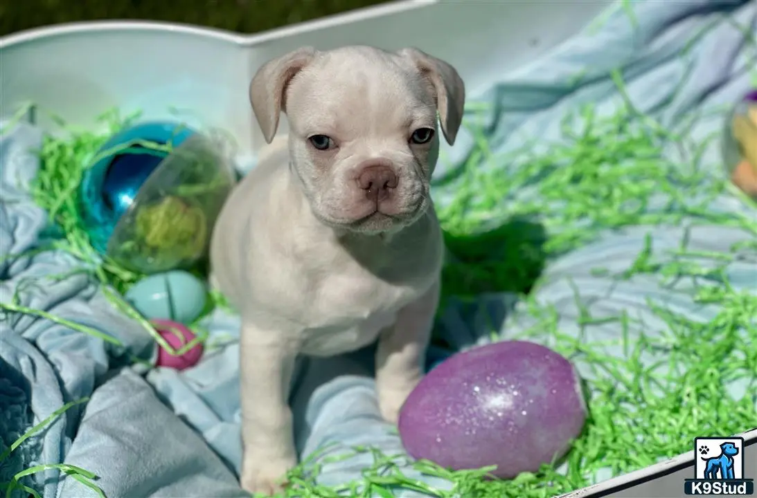 French Bulldog puppy for sale: a french bulldog puppy in a christmas tree