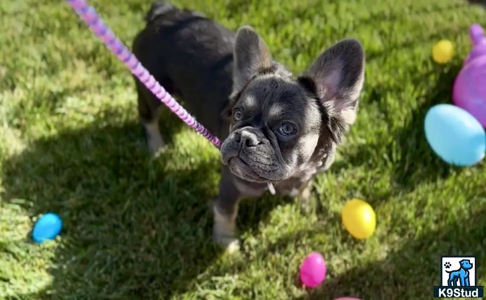 French Bulldog puppy for sale: a small french bulldog dog on a leash