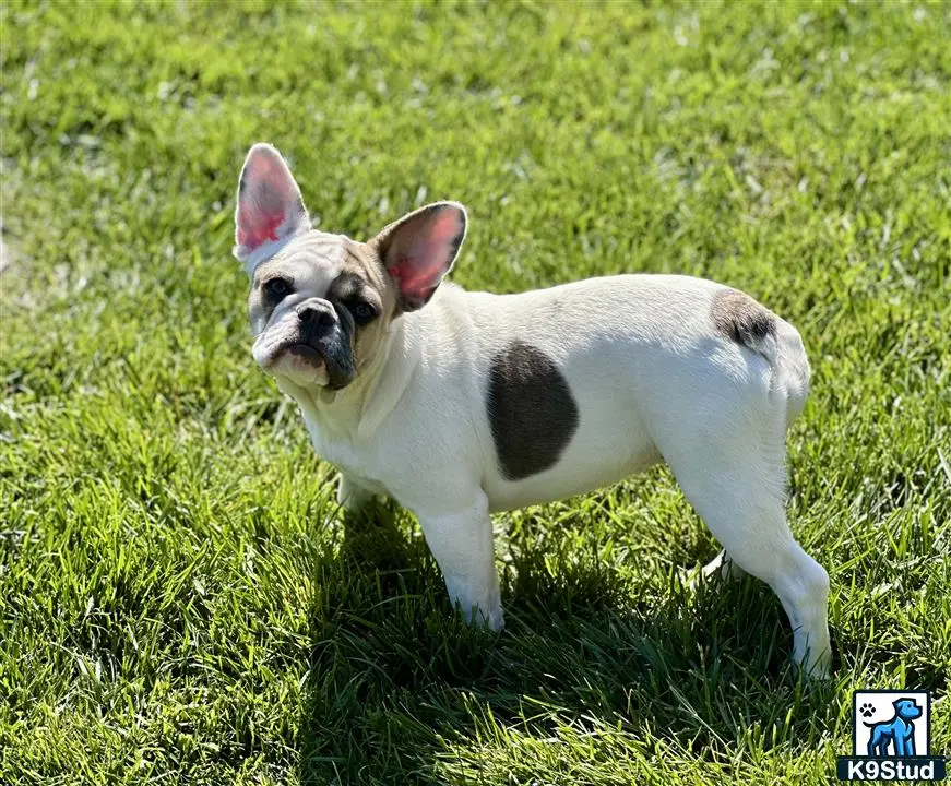 French Bulldog puppy for sale: a french bulldog dog standing in grass