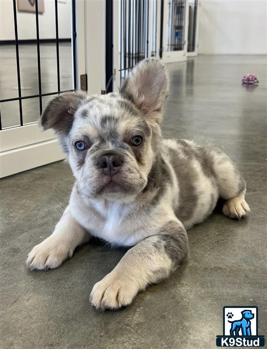 a french bulldog dog lying on the ground