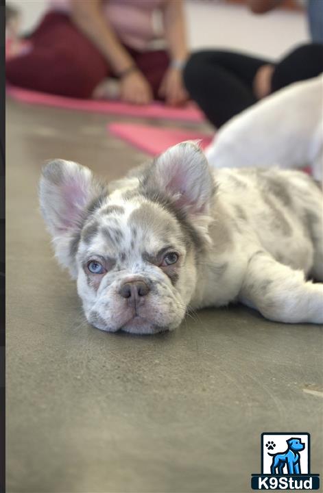 a french bulldog dog lying on the floor