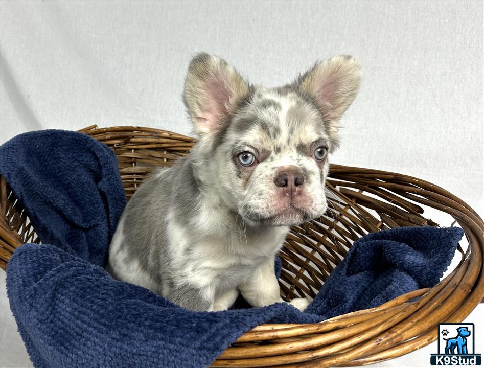 a french bulldog dog sitting in a basket