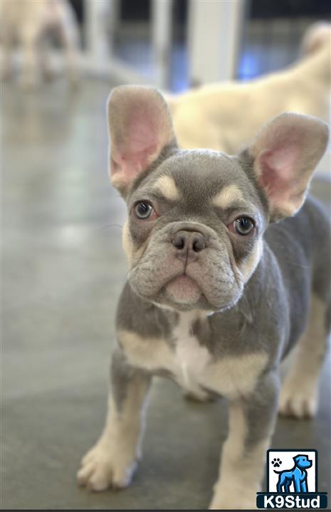 a french bulldog dog with a human face