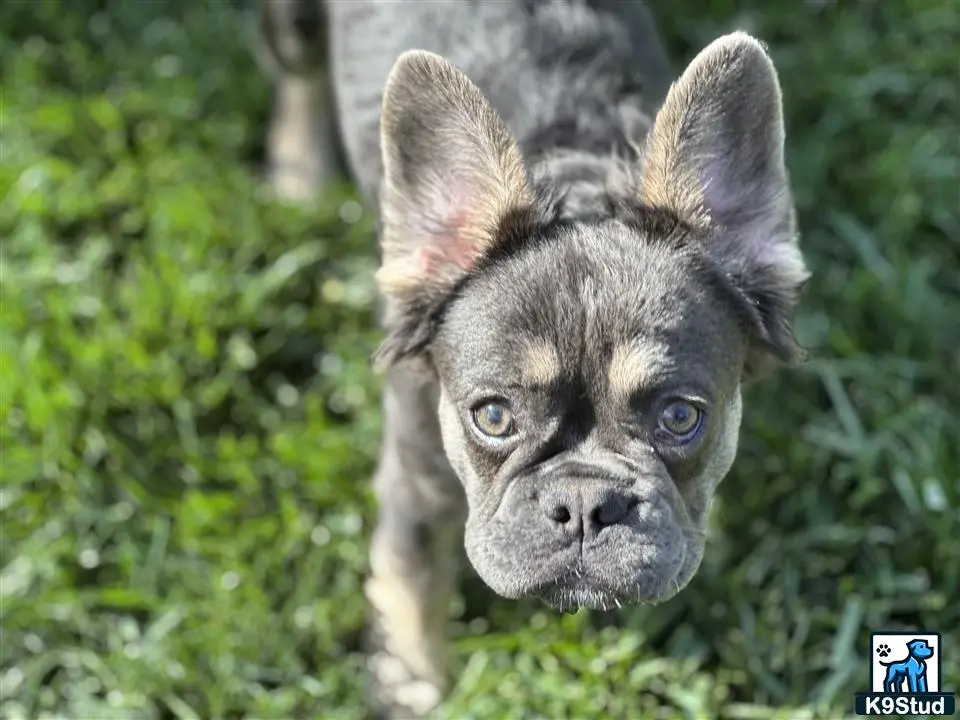 French Bulldog puppy for sale: a french bulldog dog standing in a grassy area