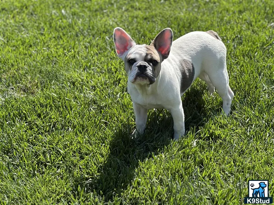 French Bulldog puppy for sale: a small french bulldog dog standing in grass