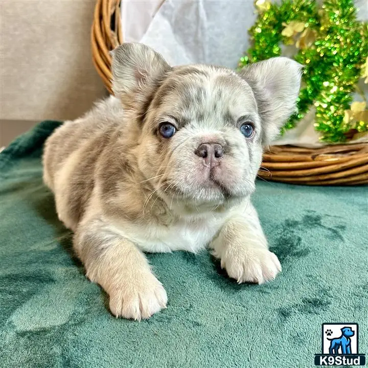 French Bulldog puppy for sale: a small french bulldog puppy on a couch