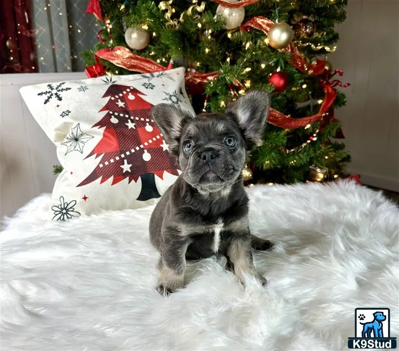 French Bulldog puppy for sale: a french bulldog dog sitting in front of a christmas tree