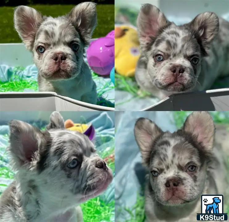 French Bulldog puppy for sale: a collage of a french bulldog dog