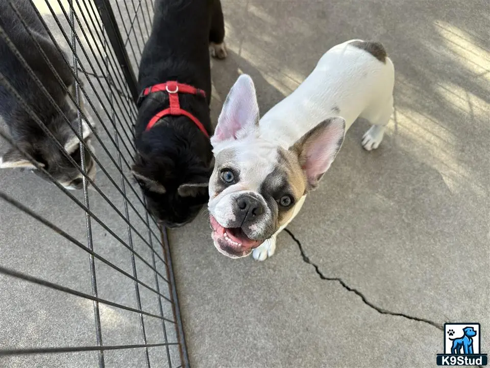 French Bulldog puppy for sale: Error: Operation returned an invalid status code 429<br/>Stack Trace:    at Microsoft.Azure.CognitiveServices.Vision.ComputerVision.ComputerVisionClient.<DescribeImageInStreamWithHttpMessagesAsync>d__41.MoveNext()
--- End of stack trace from previous location where exception was thrown ---
   at System.Runtime.ExceptionServices.ExceptionDispatchInfo.Throw()
   at System.Runtime.CompilerServices.TaskAwaiter.HandleNonSuccessAndDebugger